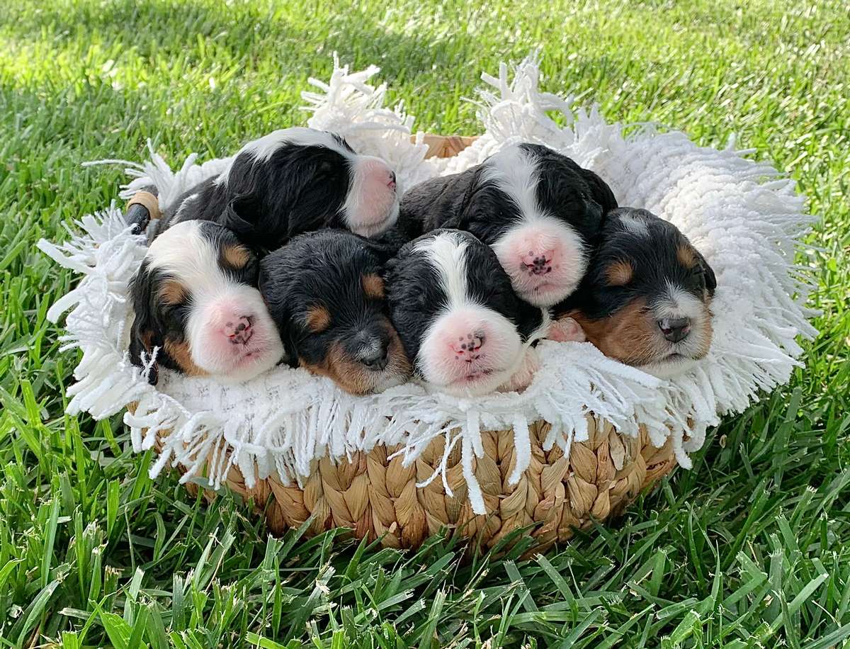 F1 Medium Bernedoodles Bernedoodle Puppies in Kansas