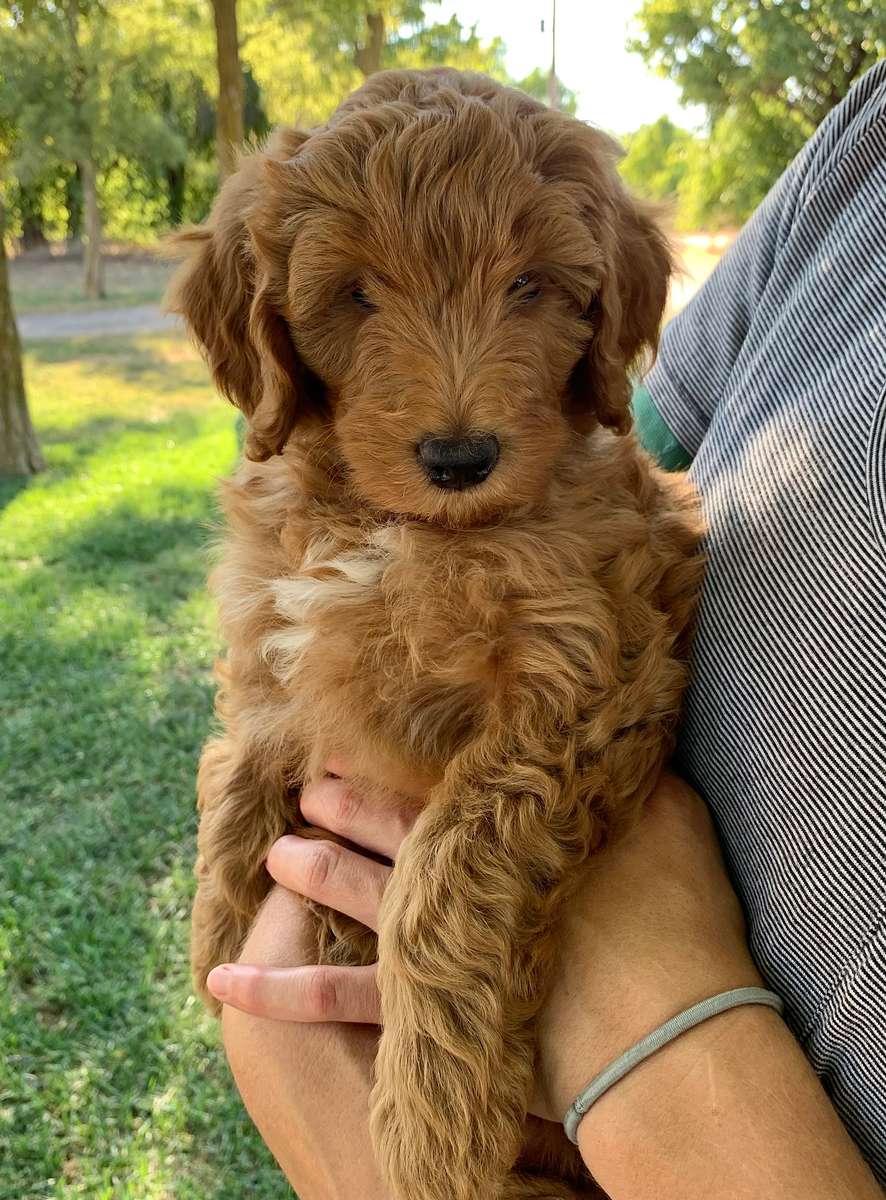 Health Guarantee Contract and Terms Health Guarantee Contract and Terms